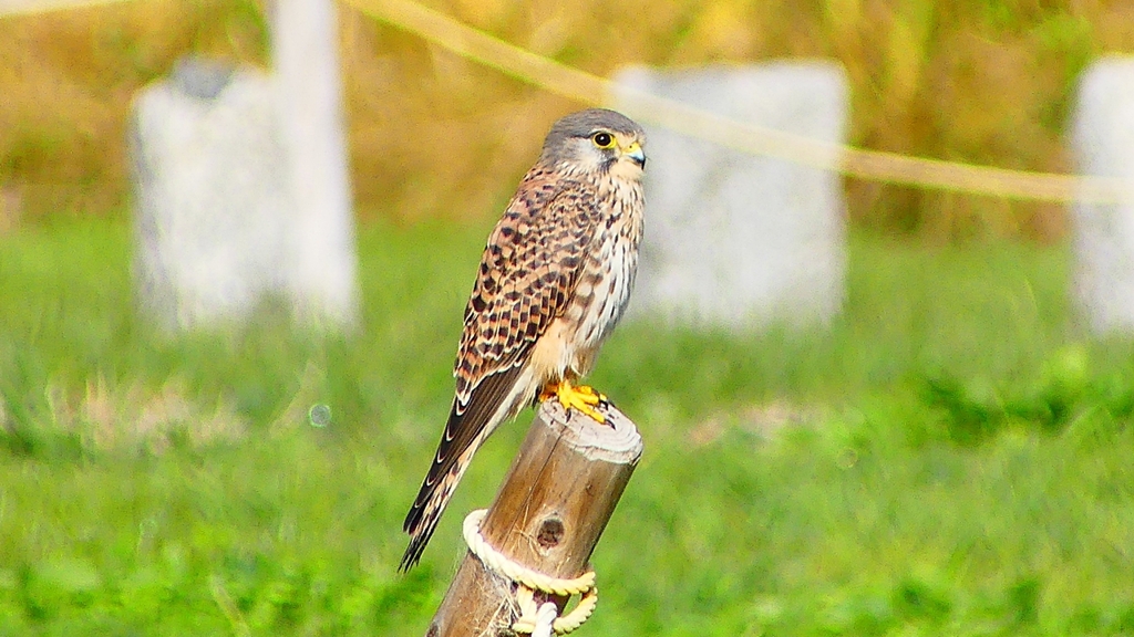 P2340495：チョウゲンボウ