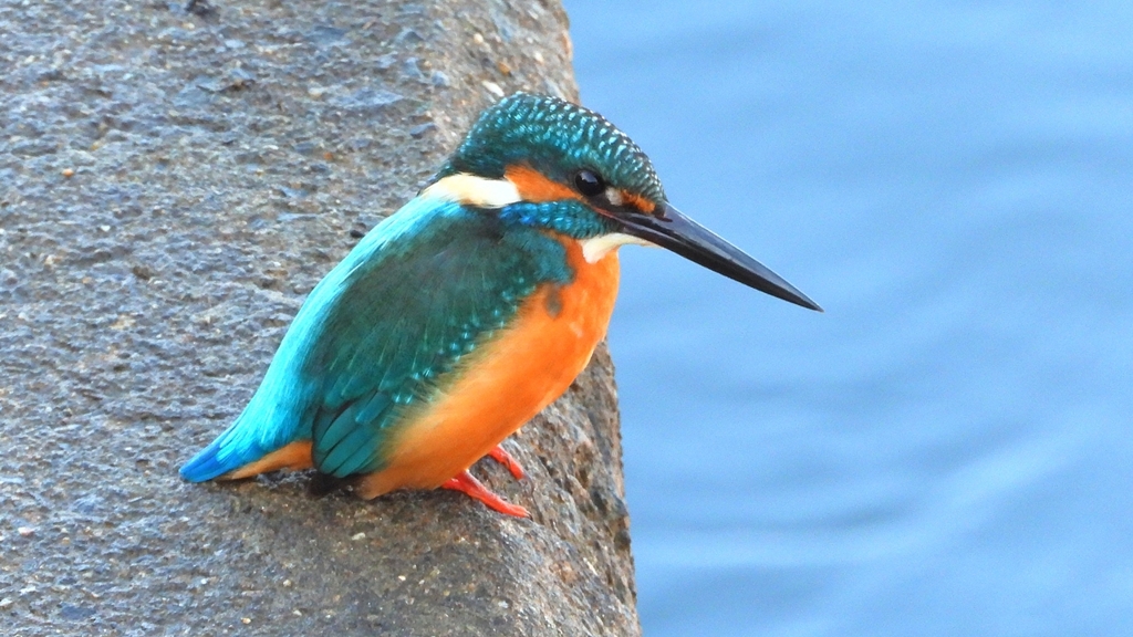 DSCN5670：カワセミ（オス）