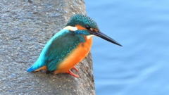 DSCN5670：カワセミ（オス）