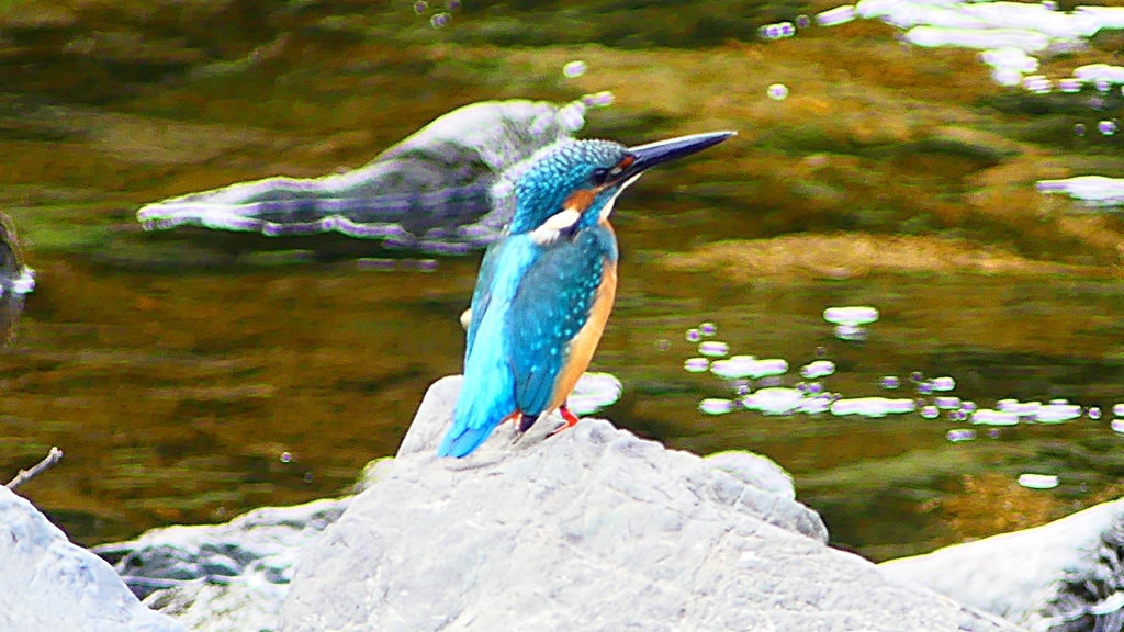 P2280292：カワセミ（オス）