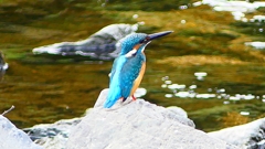 P2280292:カワセミ(オス) P2280292:カワセミ(オス)