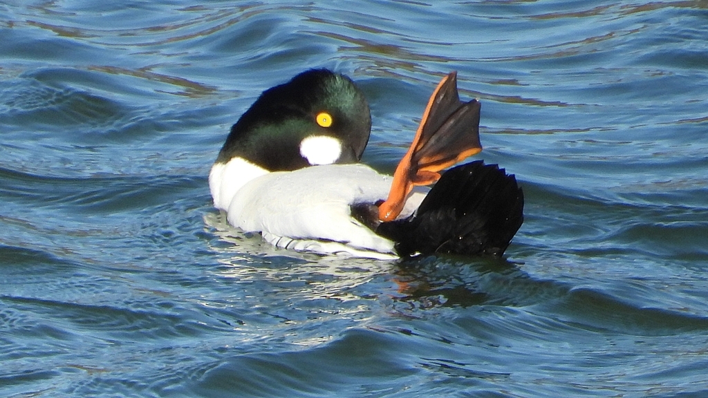 DSCN5603：ホオジロガモ（オス）