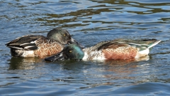 DSCN0122：ハシビロガモ