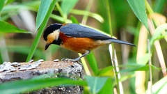 P2360330：ヤマガラ