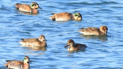 DSCN1130：トモエガモ