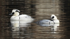 DSCN3222：ミコアイサ（オス）