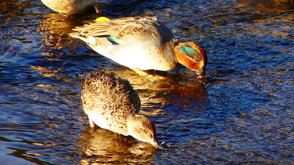 P2400217：コガモ