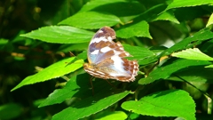 P2260479：メスグロヒョウモン