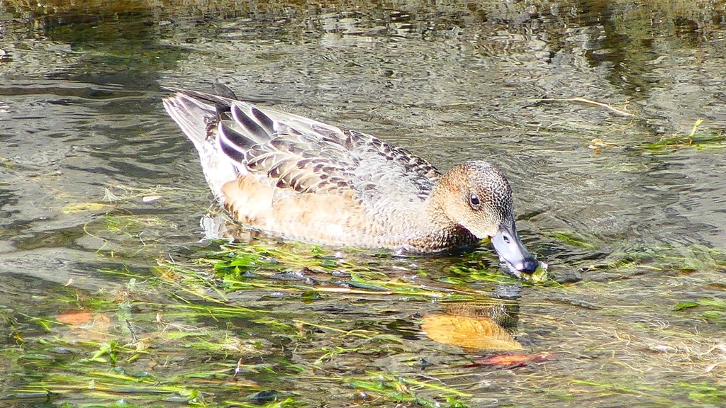 P2350040：ヒドリガモ