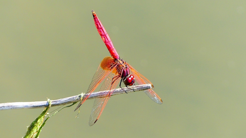 P2300717：ベニトンボ（オス）