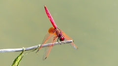 P2300717：ベニトンボ（オス）