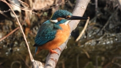 DSCN0658：カワセミ（オス）