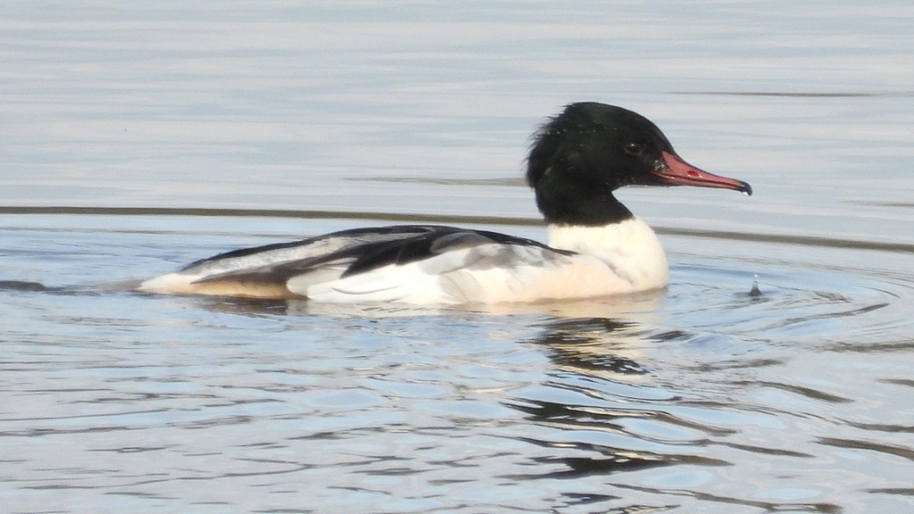 DSCN3160：カワアイサ（オス）