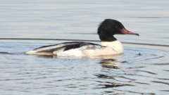 DSCN3160：カワアイサ（オス）