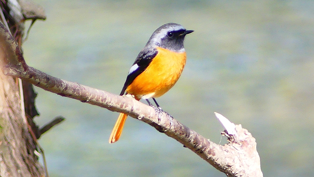 P2290817：ジョウビタキ（オス）