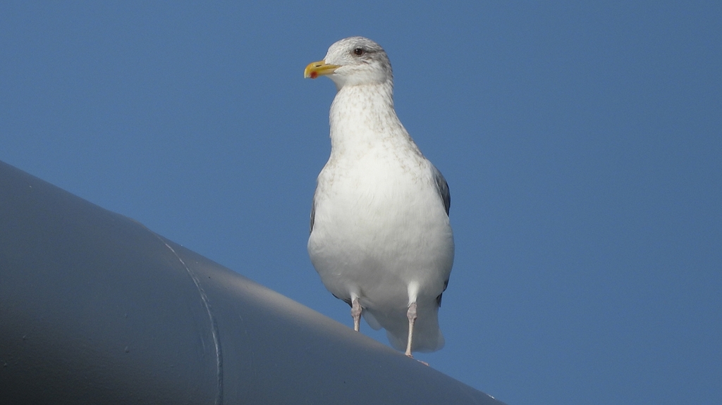 DSCN4385：セグロカモメ