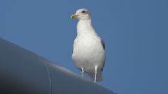 DSCN4385：セグロカモメ