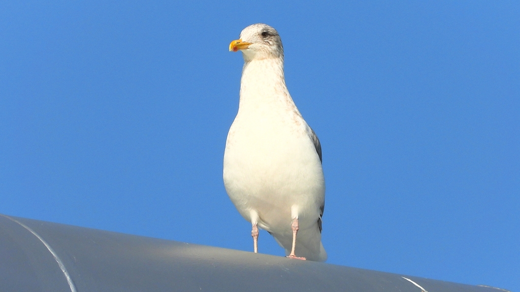 DSCN4352：セグロカモメ