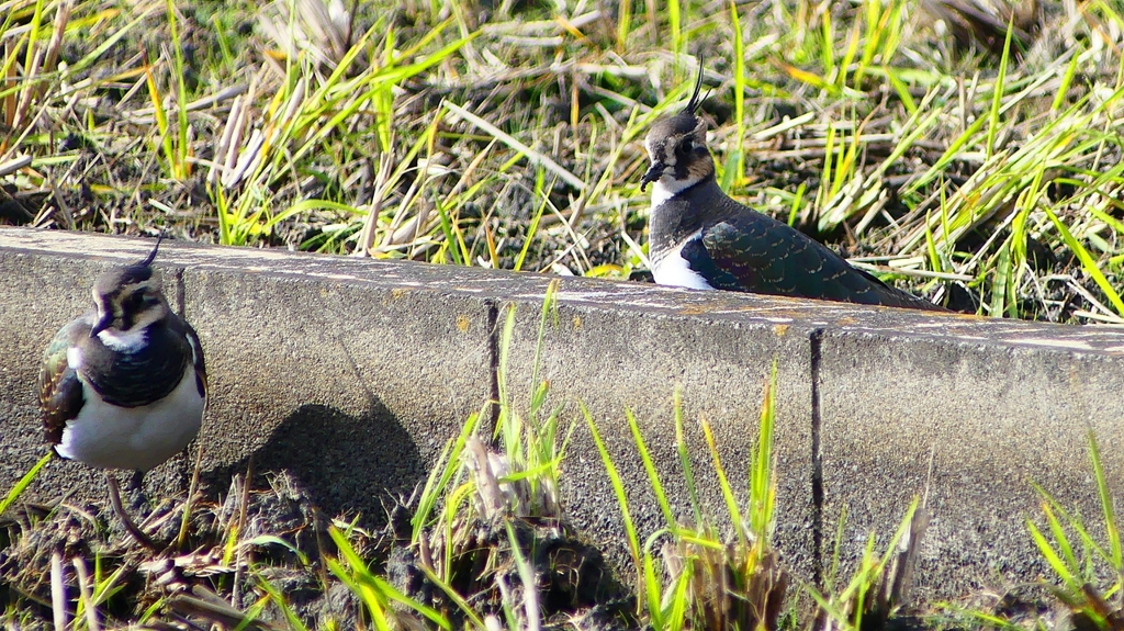 P2340694：タゲリ