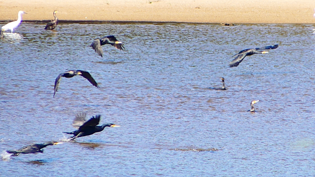 P2330278：カワウの狩り