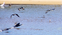 P2330278：カワウの狩り