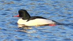 DSCN6371：カワアイサ