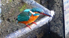 P2410415：カワセミ（オス）