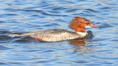 DSCN3312：カワアイサ（メス）