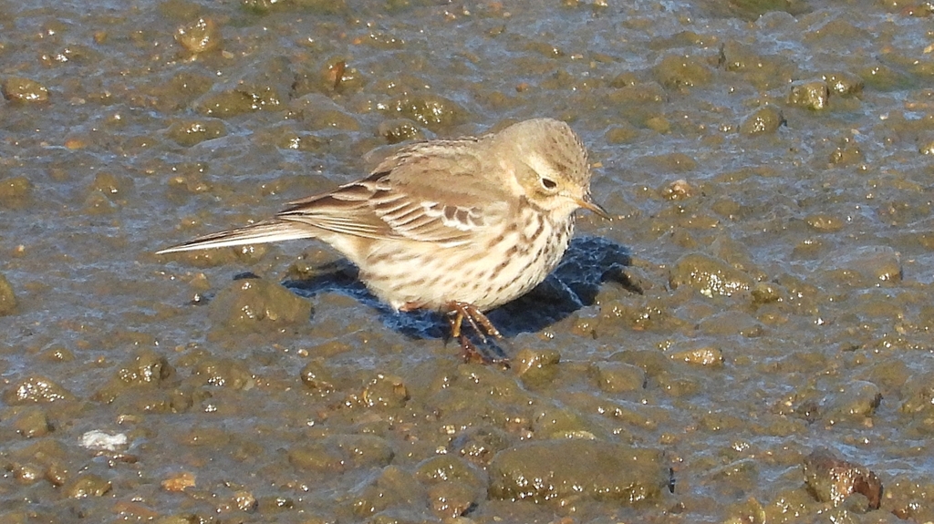 DSCN6470：タヒバリ