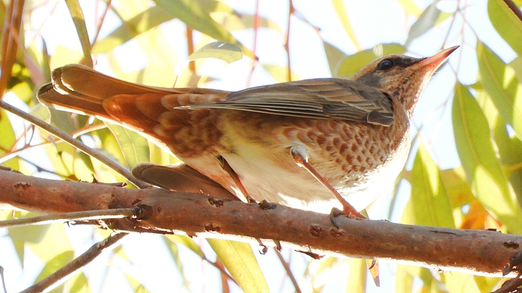 DSCN7787：ハチジョウツグミ