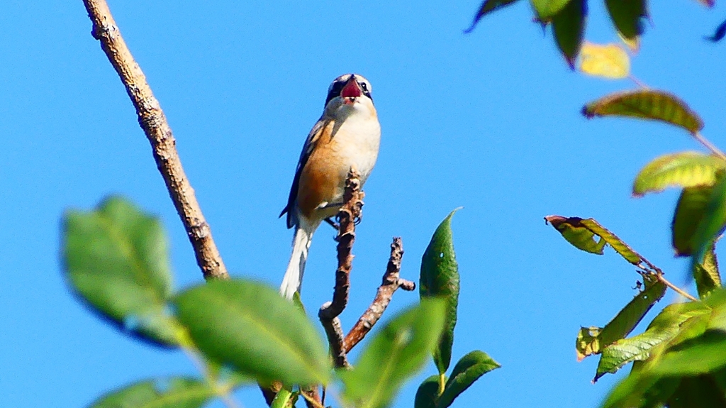 P2270408：モズ（オス）