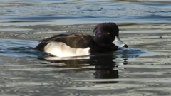 DSCN2852：キンクロハジロ（オス）