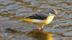 DSCN3576：キセキレイ