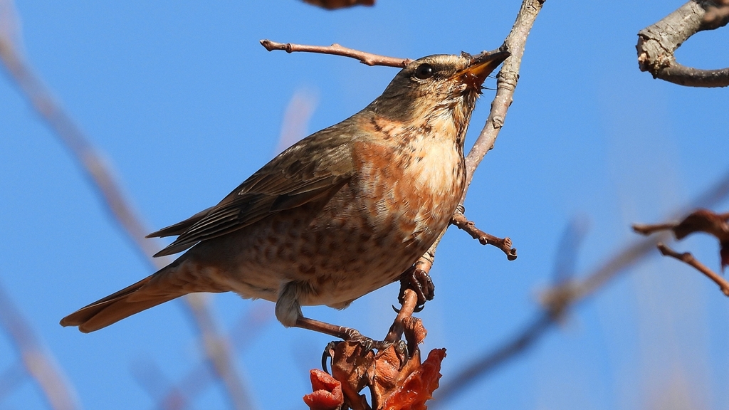 DSCN8806：ハチジョウツグミ