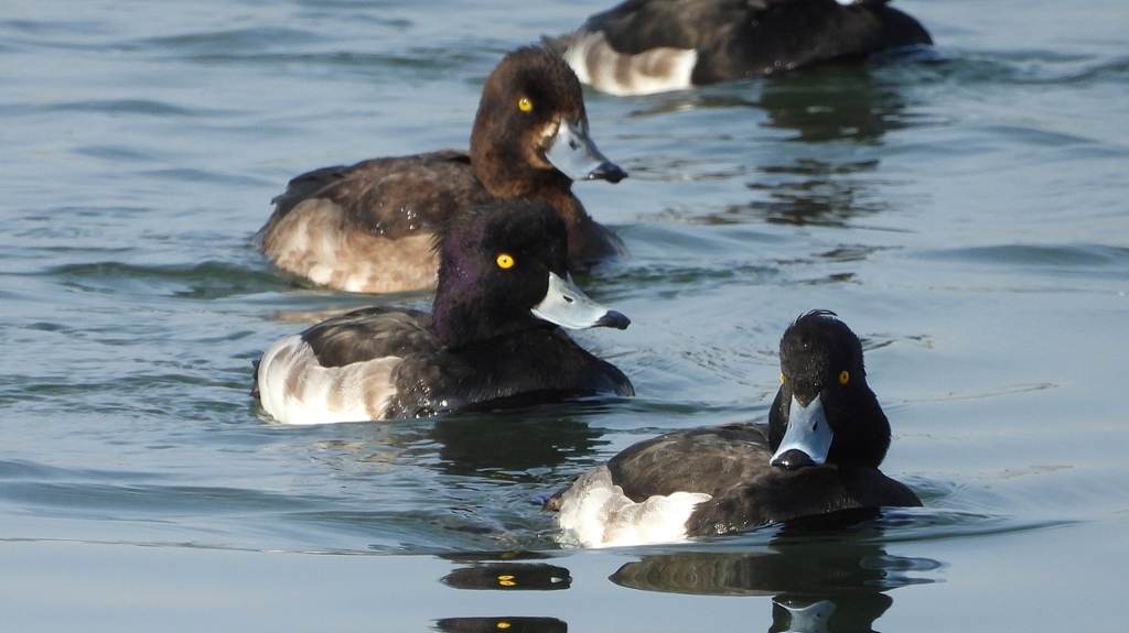 DSCN4139：キンクロハジロ