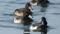 DSCN4139：キンクロハジロ