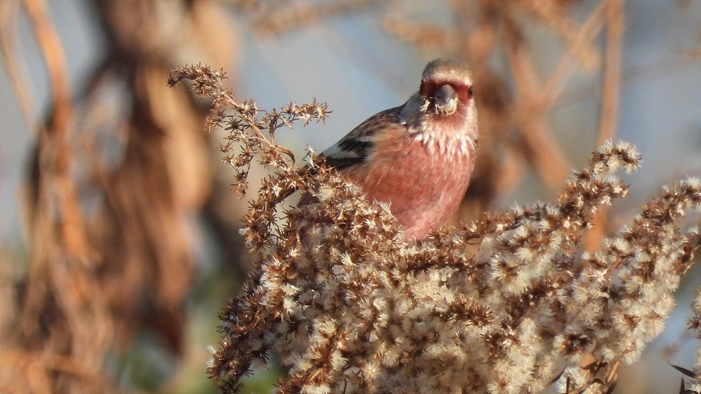 DSCN0976：ベニマシコ（オス）