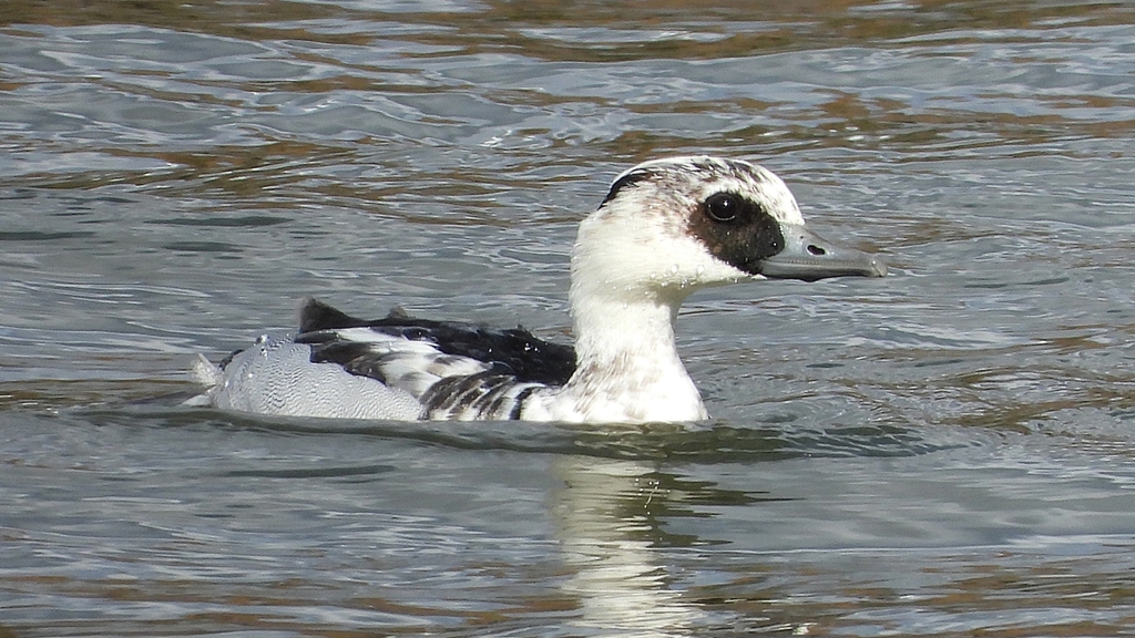 DSCN0302：ミコアイサ（オス）