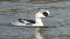 DSCN0302：ミコアイサ（オス）