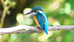 P2300429：カワセミ