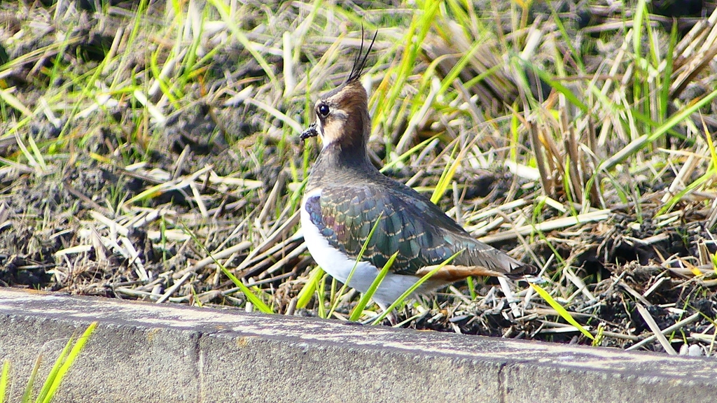 P2340653：タゲリ