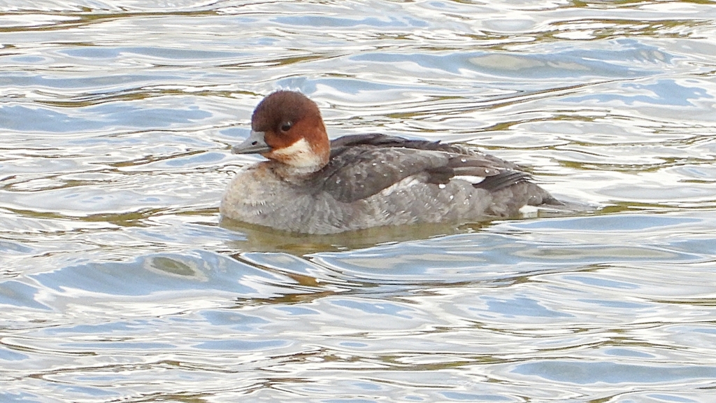 DSCN0415：ミコアイサ