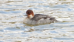 DSCN0415：ミコアイサ