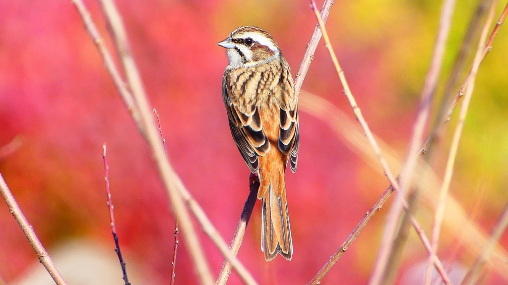 P2390337：ホオジロ（メス）