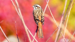 P2390337：ホオジロ（メス）