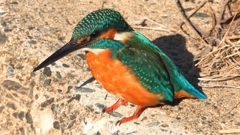 DSCN5915：カワセミ（オス）