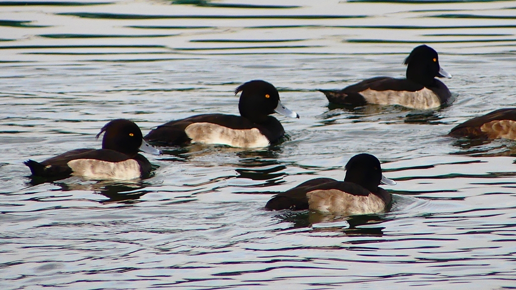 P2350448：キンクロハジロ