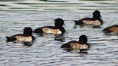 P2350448：キンクロハジロ