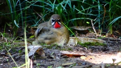 P2310570：ノゴマ（オス