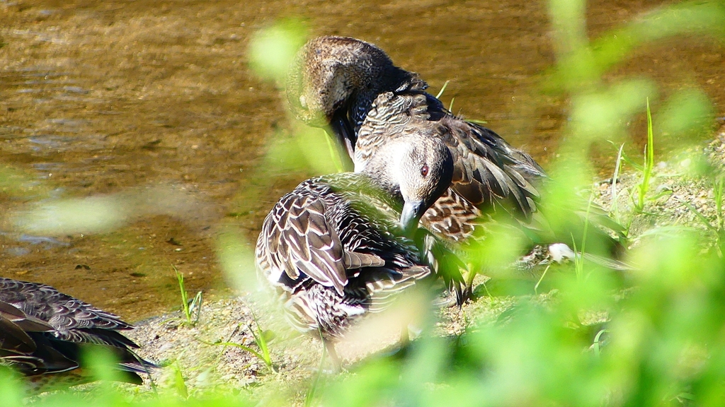 P2330571：コガモ